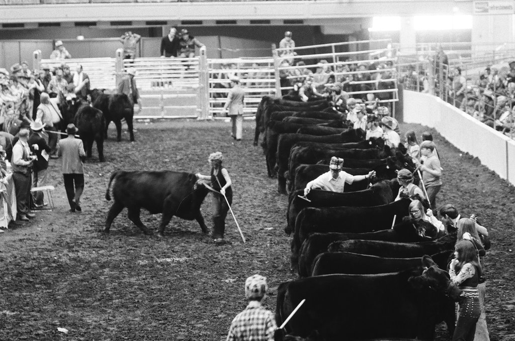 1972 International Livestock Show - Chicago Sun-Times