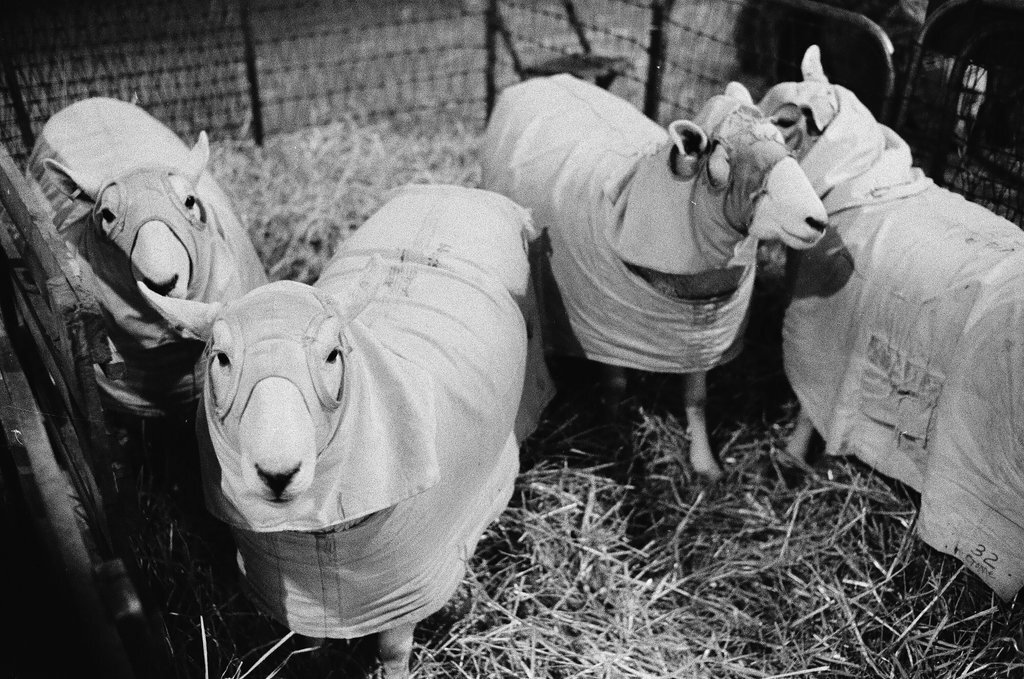 1973 International Livestock Expo - Chicago Sun-Times