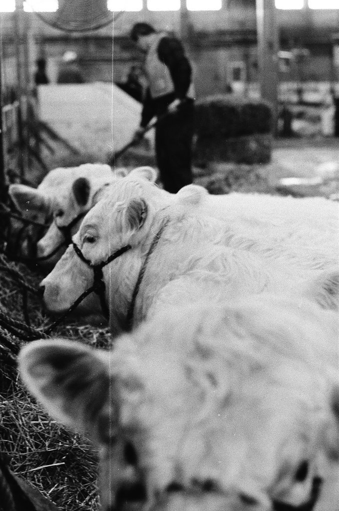 1973 International Livestock Expo - Chicago Sun-Times