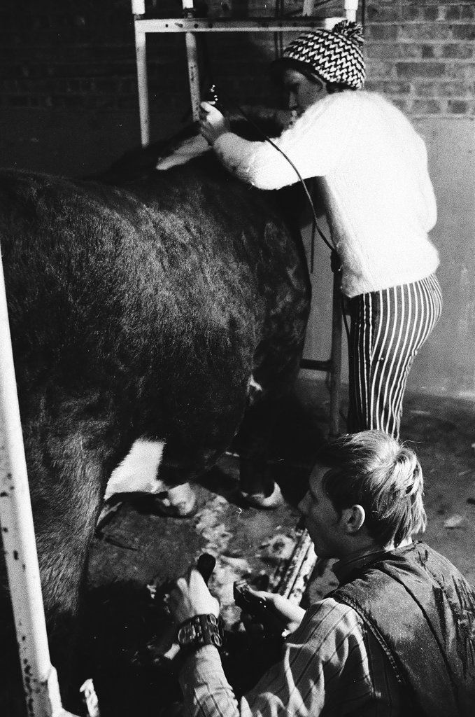 1973 International Livestock Expo - Chicago Sun-Times