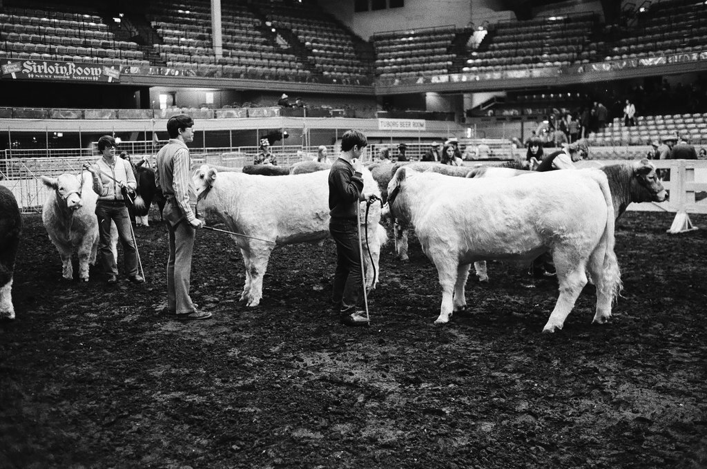 1972 International Livestock Show - Chicago Sun-Times