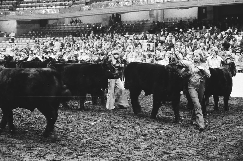 1972 International Livestock Show - Chicago Sun-Times