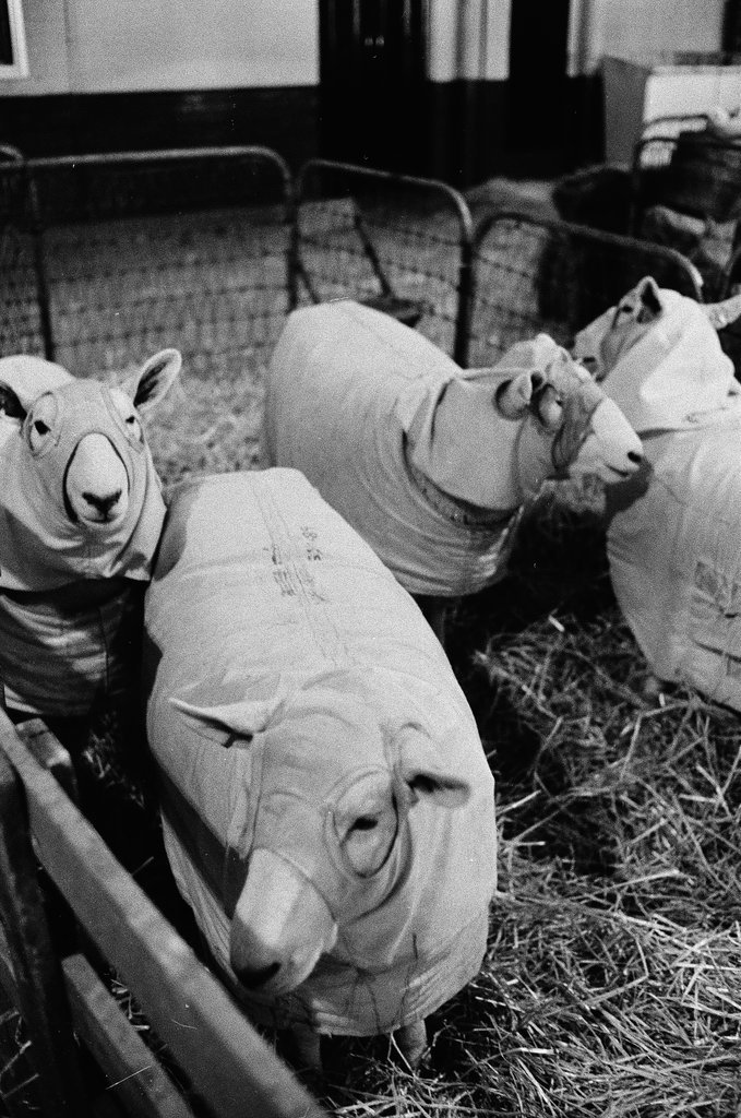 1973 International Livestock Expo - Chicago Sun-Times