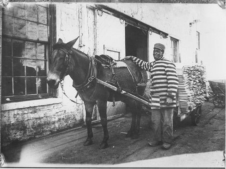 Imprisoned person with mule hauling wood - Wetmore, S. W. (Sidney W.)
