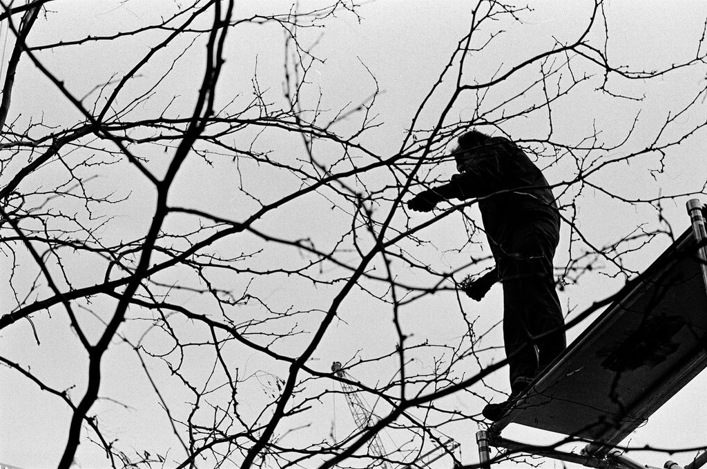 Crews place string lights on trees for the winter holiday at One IBM Plaza - Chicago Sun-Times