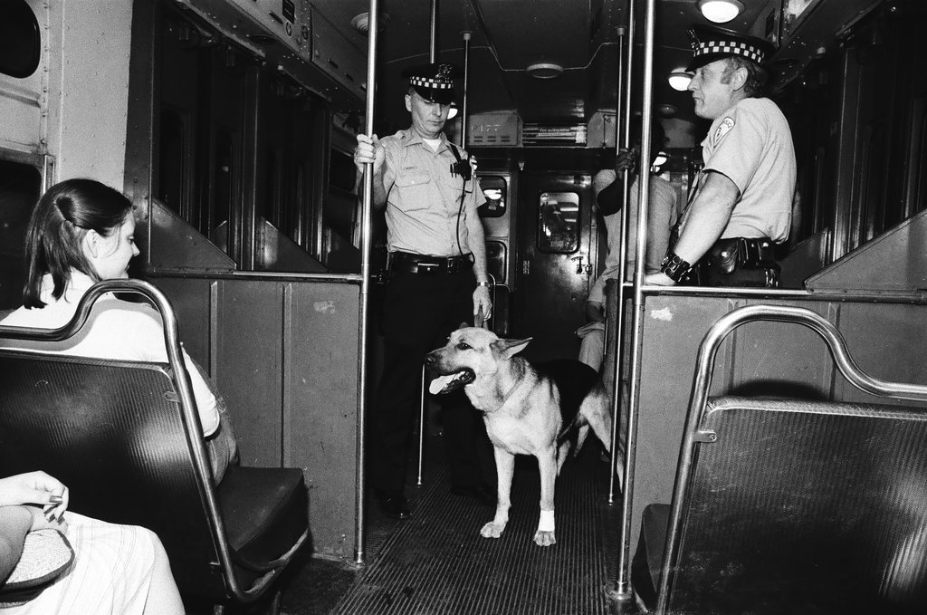 Police dogs on the 