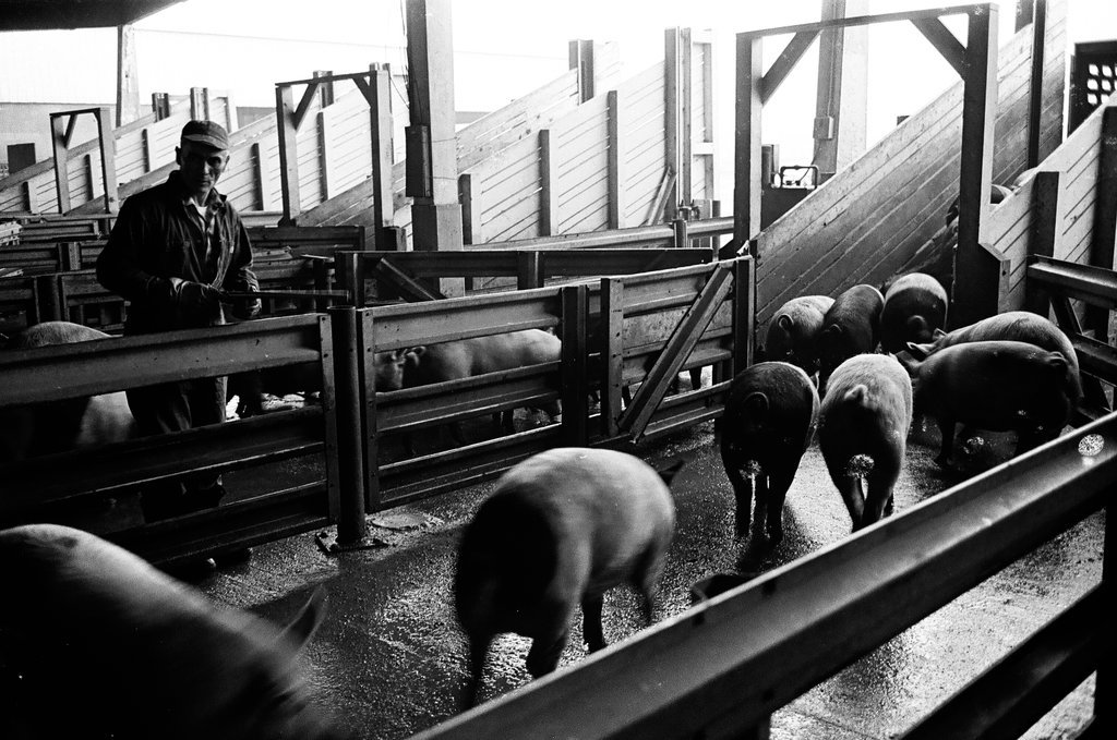 Stockyards and surrounding businesses - Chicago Sun-Times