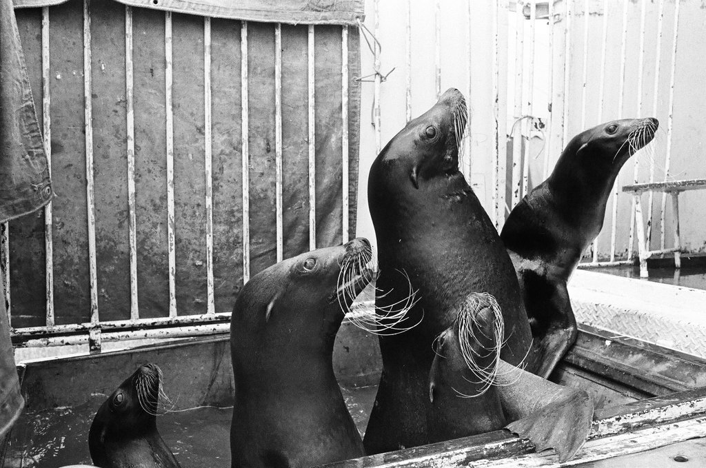 Rudy Brothers International Circus - Chicago Sun-Times