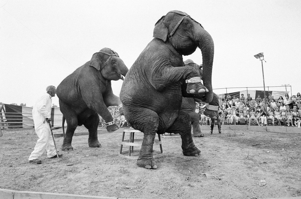 One-ring circus at 119th Street and Harlem Avenue - Chicago Sun-Times