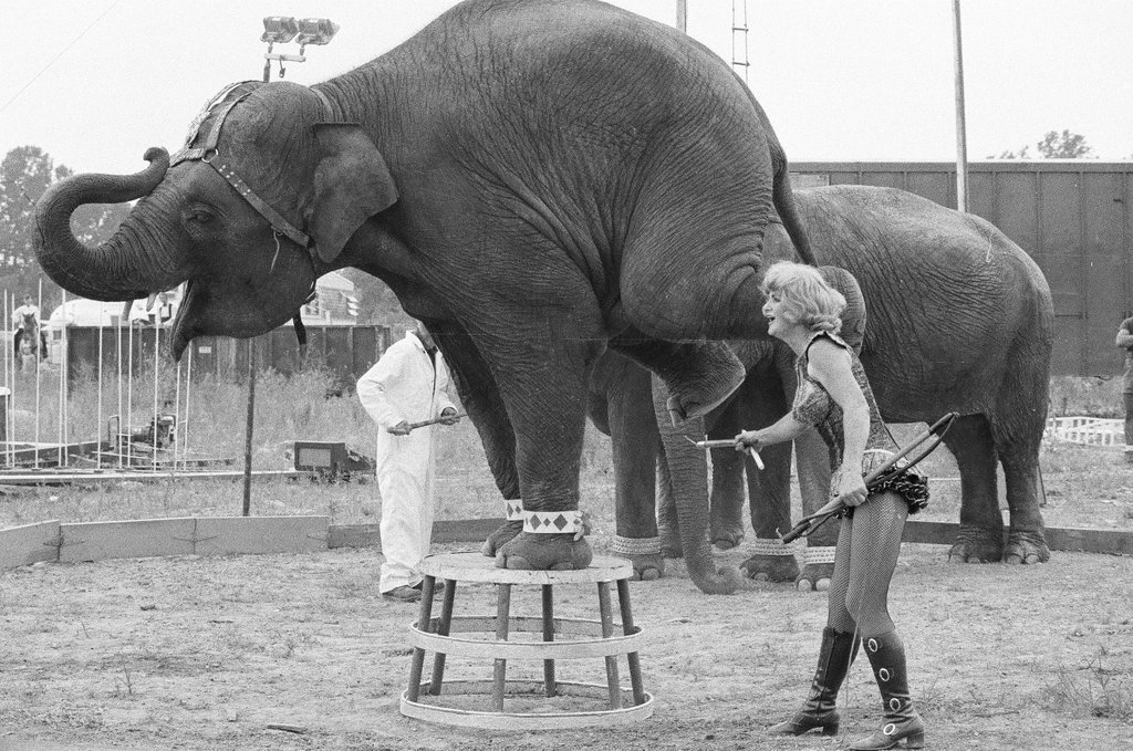One-ring circus at 119th Street and Harlem Avenue - Chicago Sun-Times