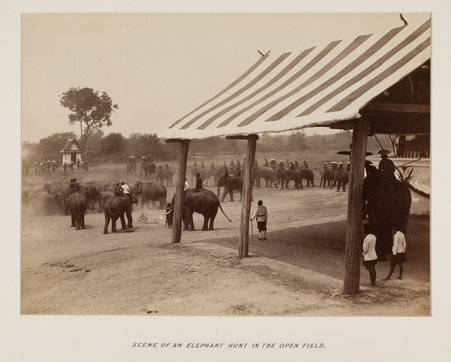 Scene of an elephant hunt in the open field, World's Columbian Exposition, circa 1893