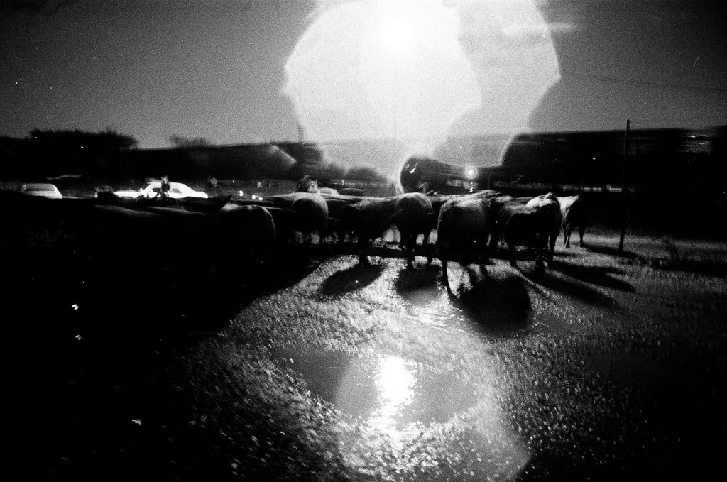 Cattle run loose in street - Chicago Sun-Times