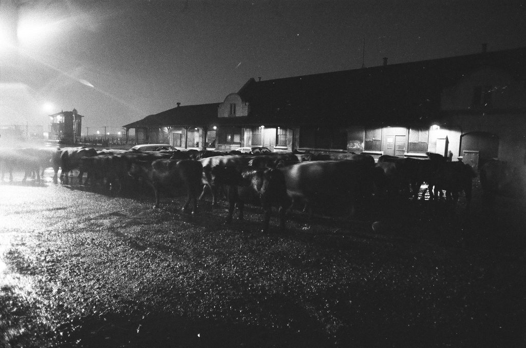Cattle run loose in street - Chicago Sun-Times
