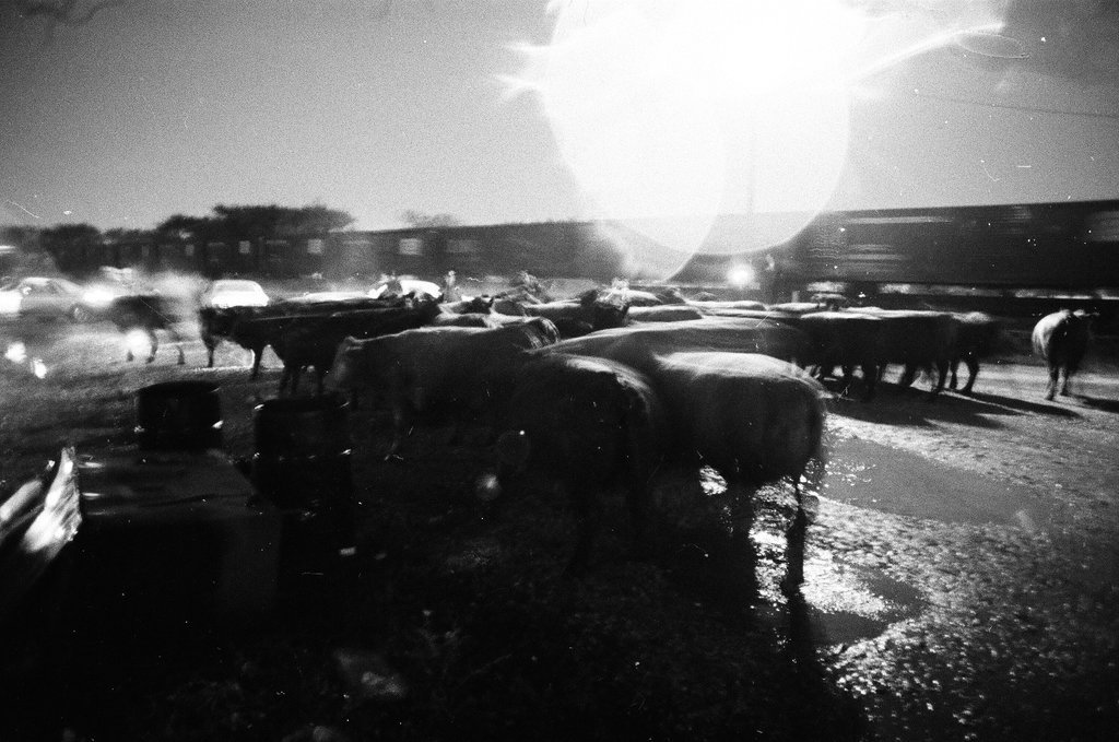 Cattle run loose in street - Chicago Sun-Times