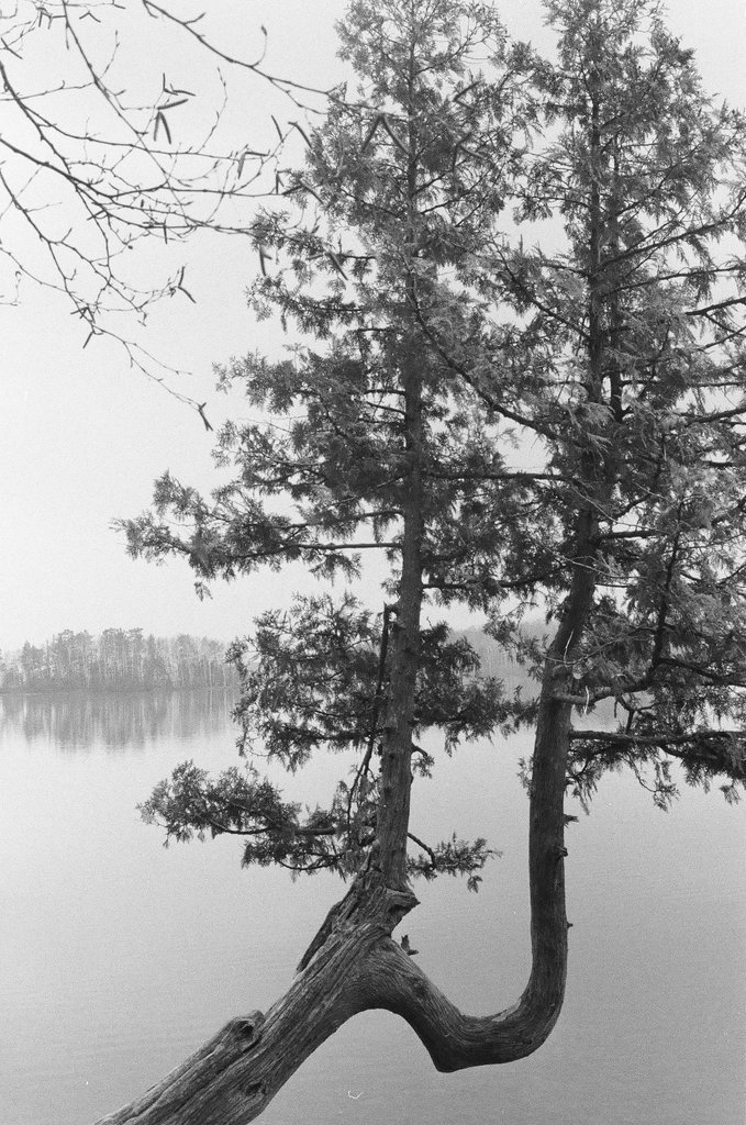 Views of the exterior of the Monroe Theatre and of trees on Lake Michigan - Chicago Sun-Times