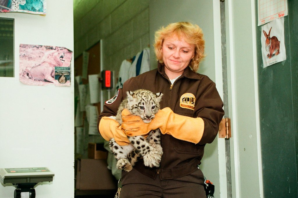 Zookeeper Cindy Swisher weighs a baby snow leopard - Chicago Sun-Times