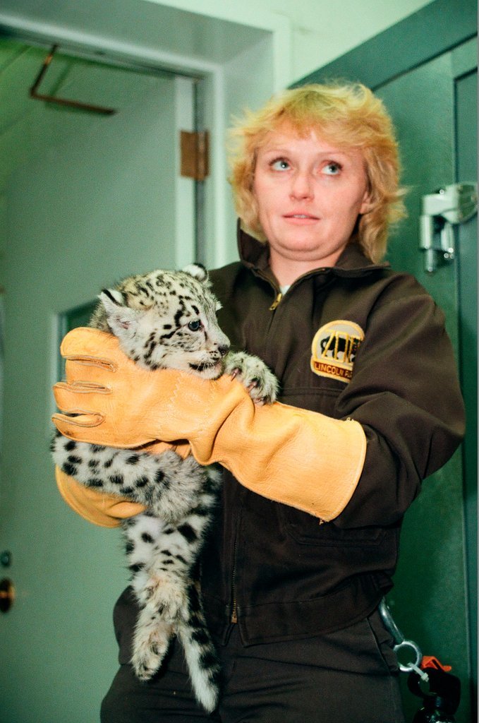 Zookeeper Cindy Swisher weighs a baby snow leopard - Chicago Sun-Times