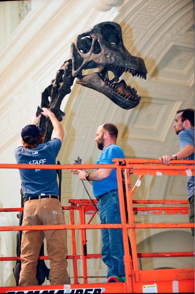 Field Museum staff dismantle the Brachiosaurus model to make room for Sue - Chicago Sun-Times