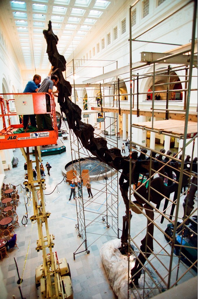 Field Museum staff dismantle the Brachiosaurus model to make room for Sue - Chicago Sun-Times