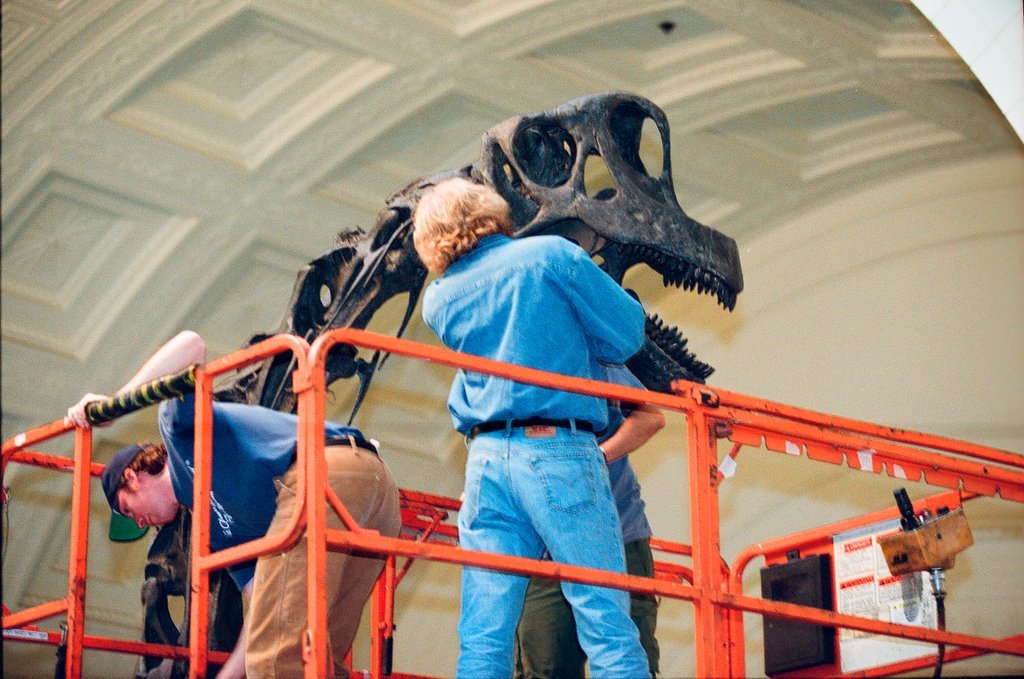 Field Museum staff dismantle the Brachiosaurus model to make room for Sue - Chicago Sun-Times