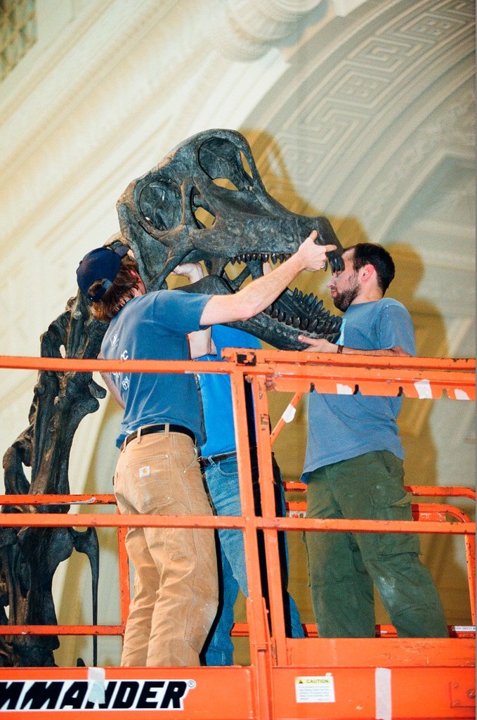 Field Museum staff dismantle the Brachiosaurus model to make room for Sue - Chicago Sun-Times