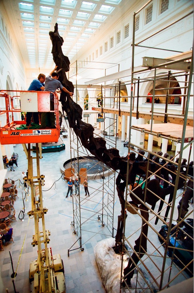Field Museum staff dismantle the Brachiosaurus model to make room for Sue - Chicago Sun-Times