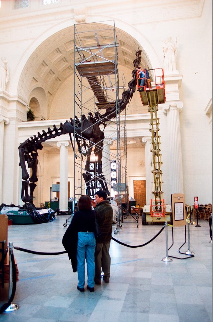 Field Museum staff dismantle the Brachiosaurus model to make room for Sue - Chicago Sun-Times