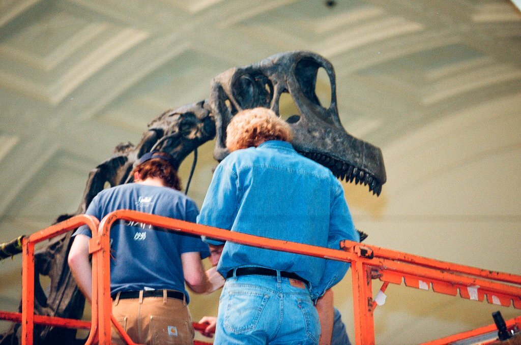 Field Museum staff dismantle the Brachiosaurus model to make room for Sue - Chicago Sun-Times
