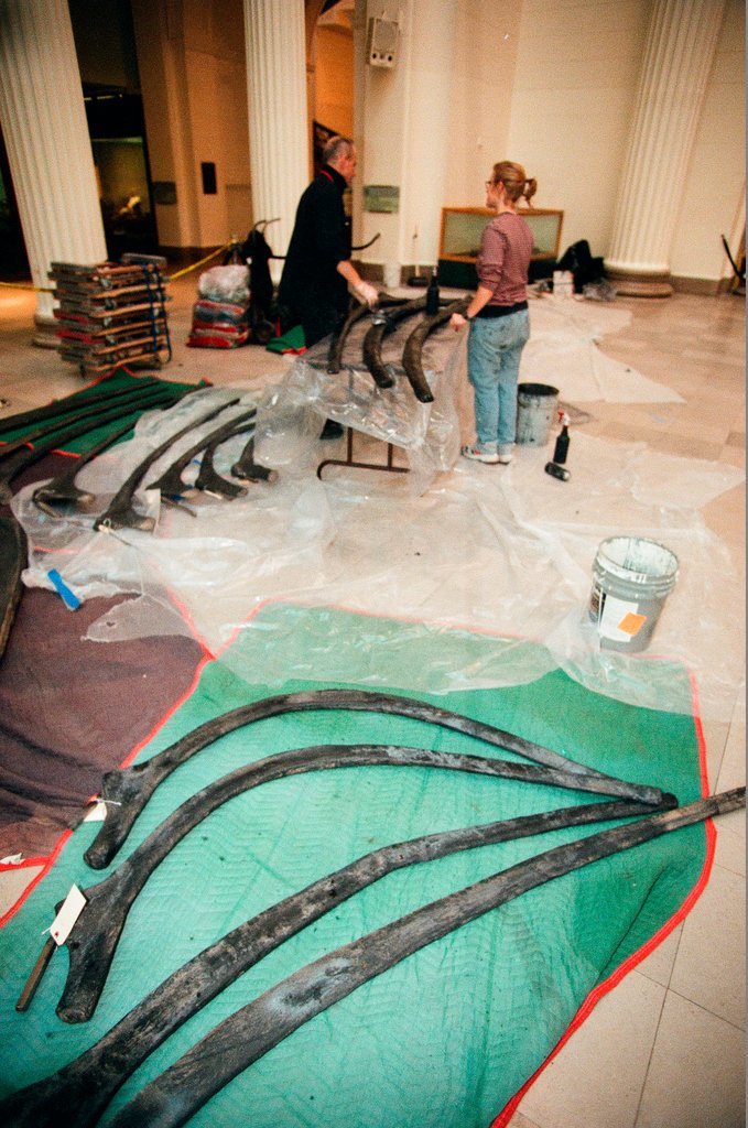 Field Museum staff dismantle the Brachiosaurus model to make room for Sue - Chicago Sun-Times