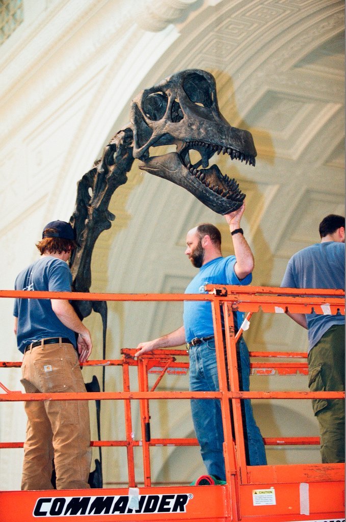 Field Museum staff dismantle the Brachiosaurus model to make room for Sue - Chicago Sun-Times