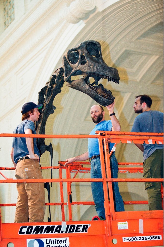 Field Museum staff dismantle the Brachiosaurus model to make room for Sue - Chicago Sun-Times