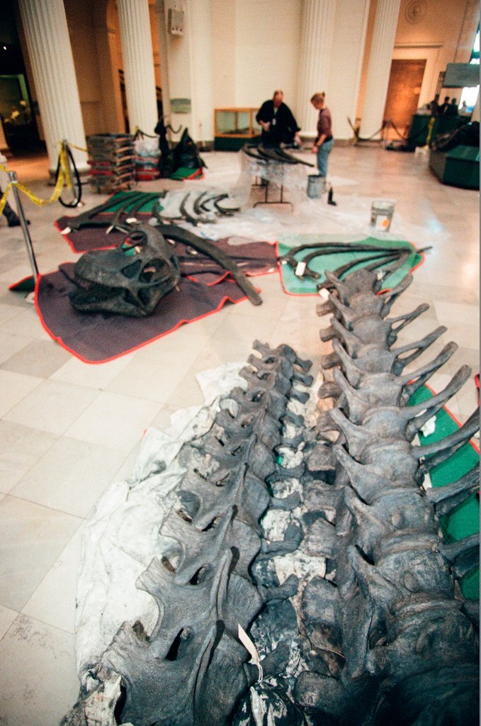 Field Museum staff dismantle the Brachiosaurus model to make room for Sue - Chicago Sun-Times