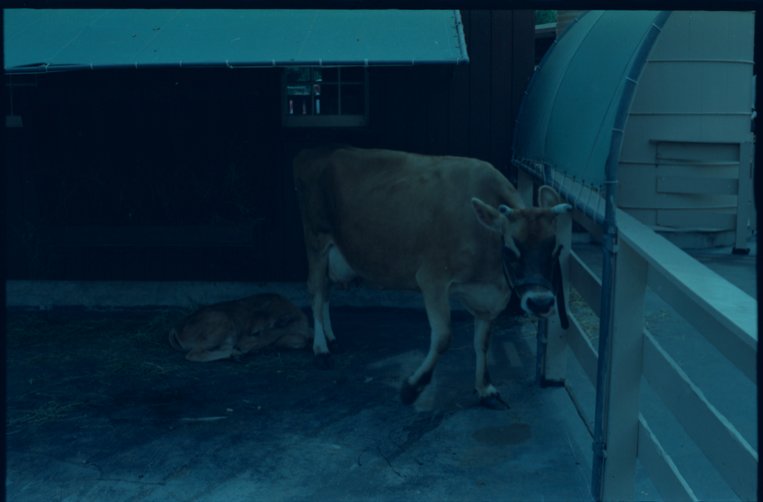 Cows - Flerlage, Raeburn, 1915-2002